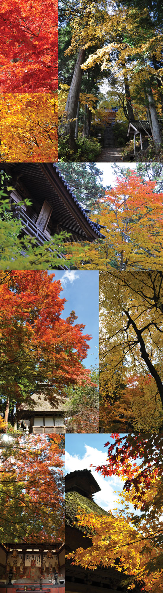2010紅葉.jpg