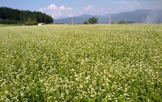 soba.jpg